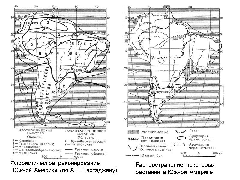 Флористическое районирование  Южной Америки (по А.Л. Тахтаджяну)  Распространение некоторых  растений в
